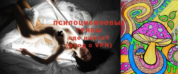 индика Ельня