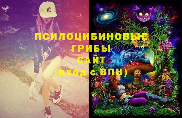 индика Ельня